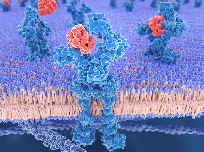 Клетки красного интерлейкина связываются с голубым рецептором, цифровая иллюстрация . — стоковое фото