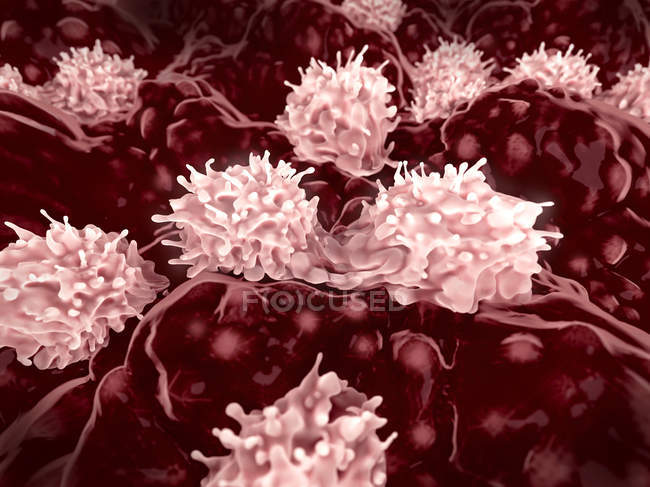 Células madre que se dividen en médula ósea, ilustración digital
. - foto de stock