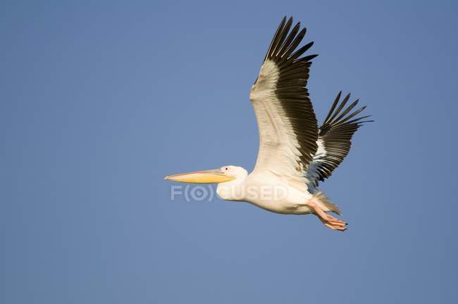 Weißer Pelikan im Flug mit blauem Himmel Hintergrund. — Stockfoto