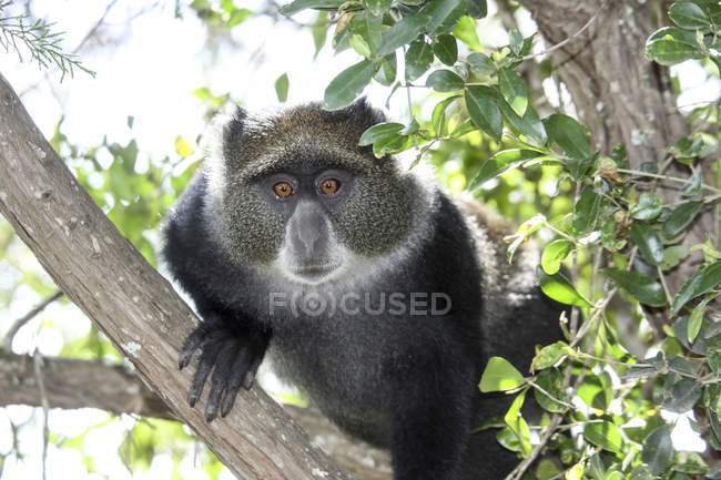 Samango monkey sitting in tree of tropical African forest. — Stock Photo