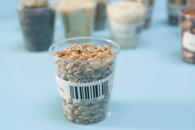 Пшениця в пластиковій чашці для сільськогосподарських досліджень, концептуальний образ . — стокове фото