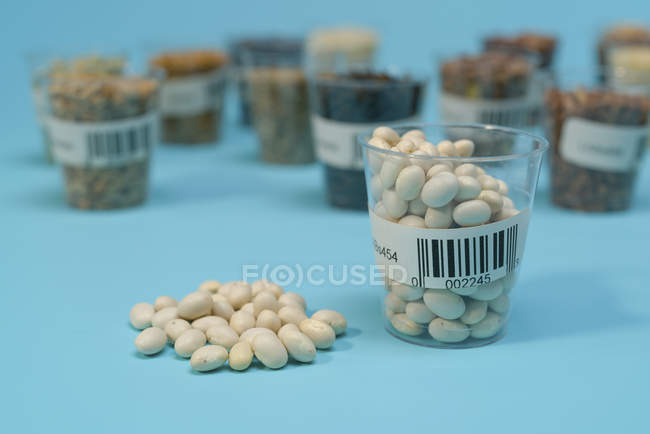 Weiße Bohnen im Plastikbecher für landwirtschaftliche Forschung, konzeptionelles Image. — Stockfoto