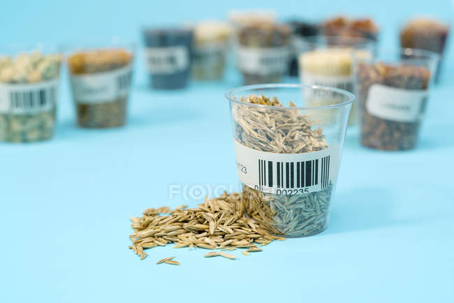 Hafer im Plastikbecher für landwirtschaftliche Forschung, konzeptionelles Image. — Stockfoto