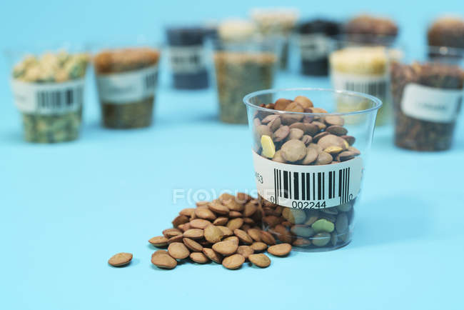 Lentilles dans une tasse en plastique pour la recherche agricole, image conceptuelle . — Photo de stock