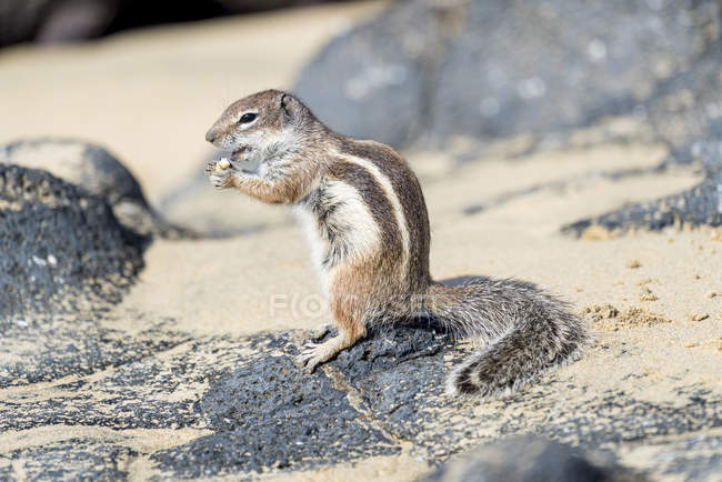 Écureuil de terre barbare mangeant de la noix de cajou sur les rochers . — Photo de stock