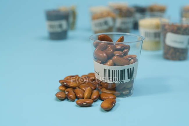 Braune Bohnen im Plastikbecher für landwirtschaftliche Forschung, konzeptionelles Image. — Stockfoto