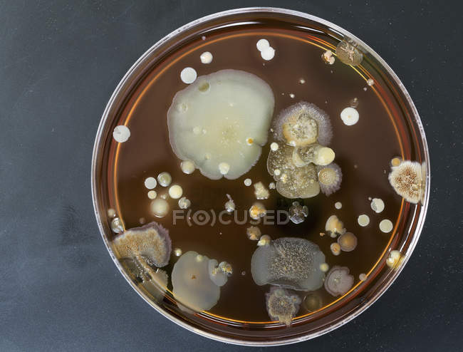 Top view of microbes growing on agar plate. — Stock Photo