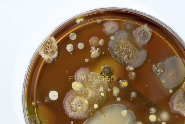 Nahaufnahme von Mikroben und Pilzen, die auf einem Agar-Teller auf weißem Hintergrund wachsen. — Stockfoto