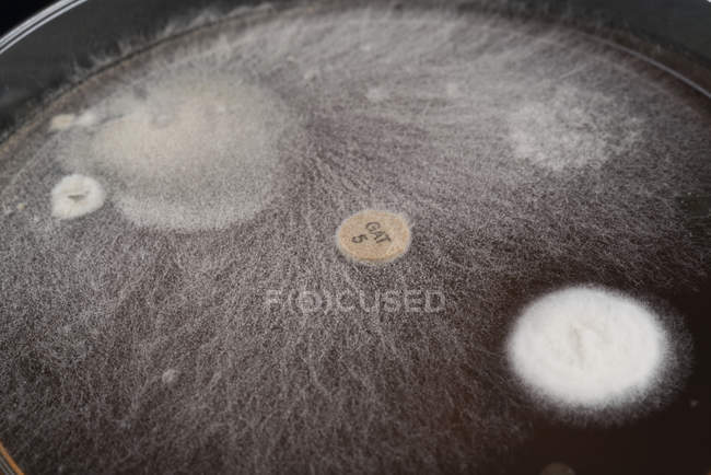 Primer plano de microbios y hongos que crecen en la placa de agar . - foto de stock