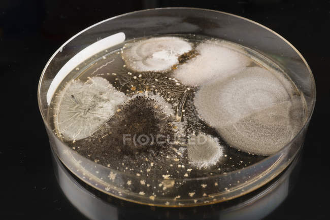 Nahaufnahme von Mikroben und Pilzen, die auf einer Agar-Platte wachsen. — Stockfoto