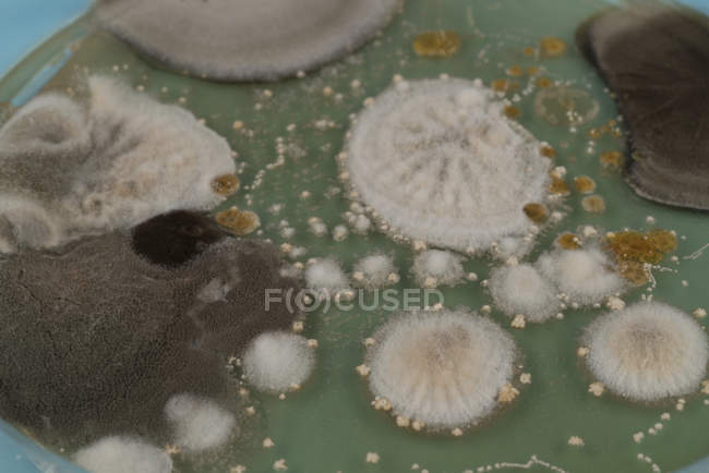 Primer plano de colonia de hongos creciendo en placa de agar
. - foto de stock