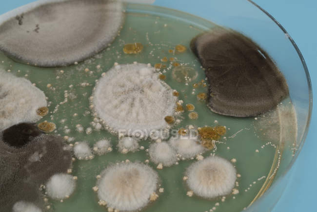 Nahaufnahme einer Pilzkolonie, die auf einem Agar-Teller wächst. — Stockfoto