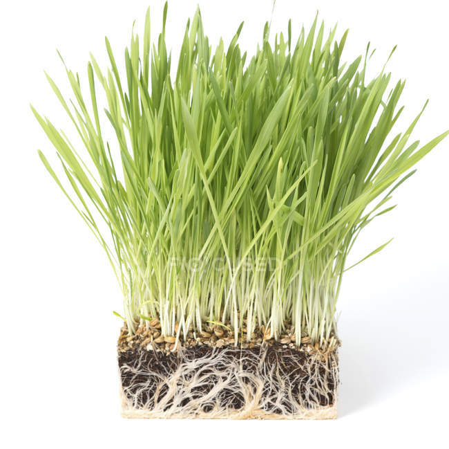 Крупним планом зелена пшенична трава в пластиковій чашці на білому тлі . — стокове фото