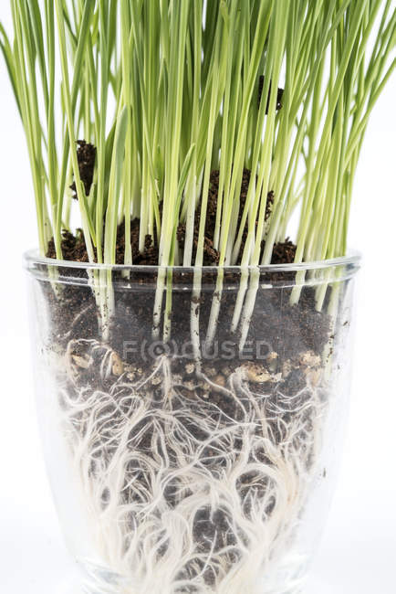 Nahaufnahme von grünem Weizengras im Plastikbecher auf weißem Hintergrund. — Stockfoto