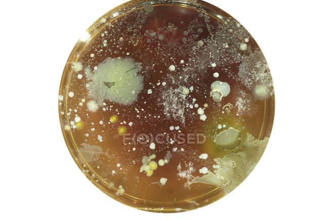 Top view of microbes growing on agar plate on plain background. — Stock Photo