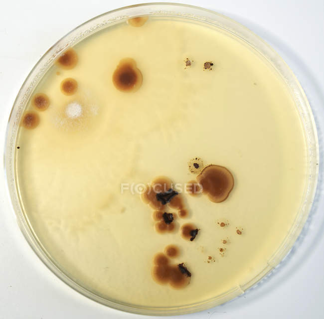 Close-up de colônia de fungos crescendo em placa de ágar
. — Fotografia de Stock
