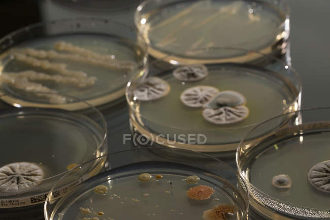 Agar plates with growing fungus colony on laboratory table. — Stock Photo