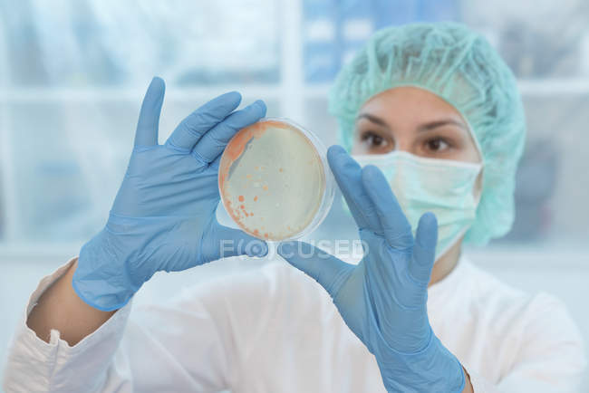 Científica examinando crecimiento microbiano en placa Petri . - foto de stock
