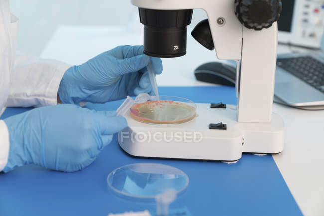 Primer plano de las manos de la muestra de pipeteo científico de la cultura en placa de Petri . - foto de stock