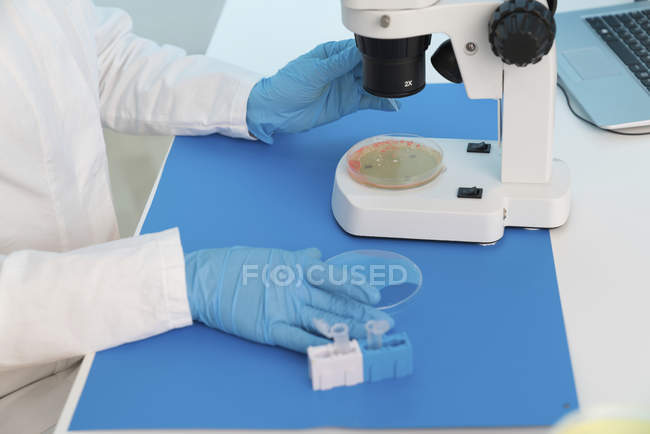 Primer plano de las manos del científico que examina la muestra de la cultura en la placa de Petri . - foto de stock