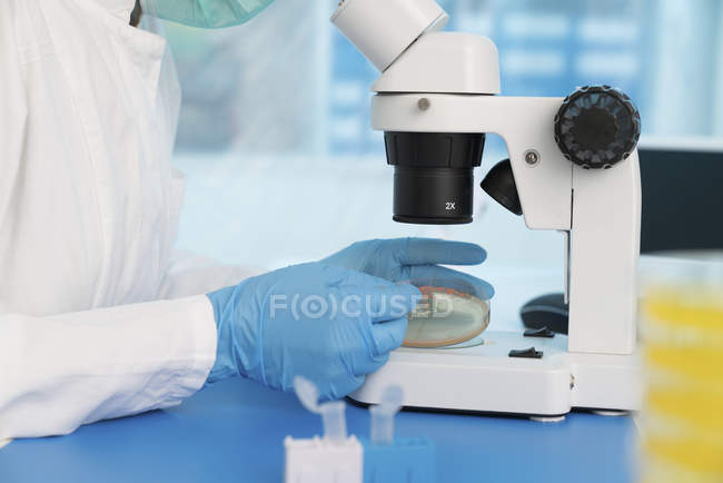 Close-up of hands of scientist taking sample from culture in Petri dish. — Stock Photo