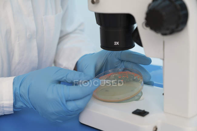 Primer plano de las manos del científico que toma muestras de la cultura en la placa de Petri
. - foto de stock