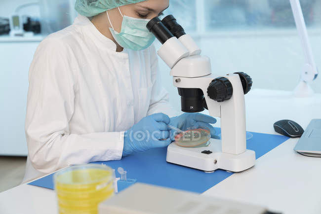 Científica tomando muestras de la cultura en Petri plato
. - foto de stock