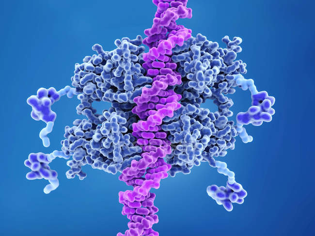 Розовая молекулярная модель связывания ДНК с противораковым белком p53 . — стоковое фото