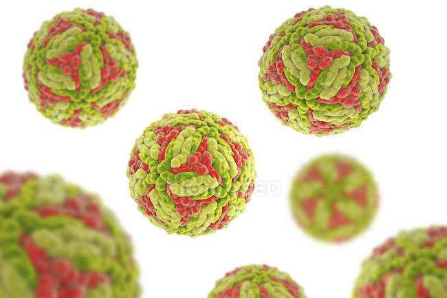 Японские вирусные частицы энцефалита, цифровая иллюстрация
. — стоковое фото