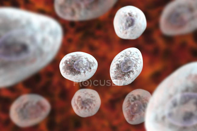 Esporas de hongos Pneumocystis jirovecii causantes de neumonía ilustración digital
. - foto de stock