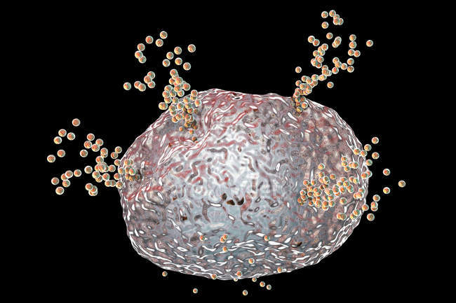 Mastocitos liberando histamina durante la respuesta alérgica, ilustración digital
. - foto de stock