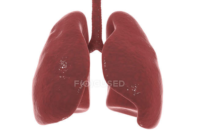 Silueta de pulmones humanos sobre fondo blanco, ilustración digital
. - foto de stock