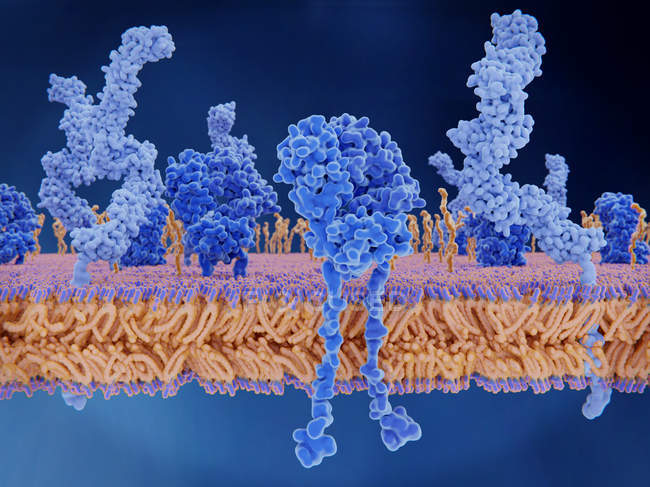 Ilustração da membrana celular com proteínas embutidas, moléculas e receptor de células T
. — Fotografia de Stock