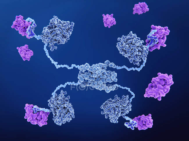 Молекулярная модель связывания розового mdm2 белка с противораковым белком p53 . — стоковое фото
