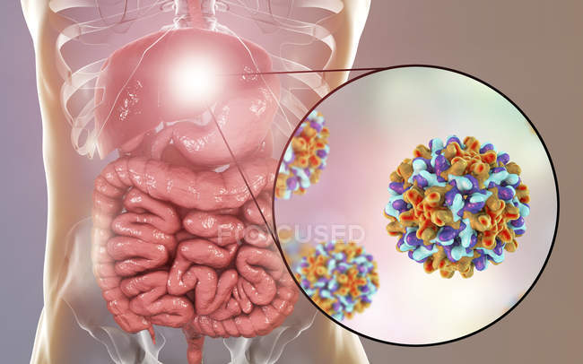 Цифровая иллюстрация печени и близкое рассмотрение вируса гепатита В
. — стоковое фото