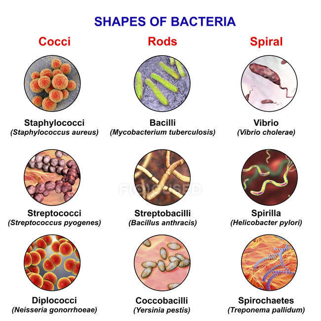 Ilustración de diferentes formas de bacterias: esféricas, similares a varillas y espirales
. - foto de stock