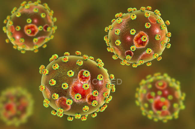 Partículas del virus Lassa, ilustración digital
. - foto de stock