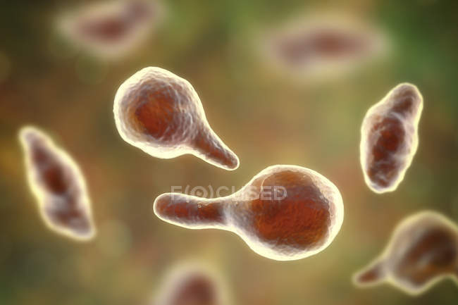 Mycoplasma genitalium bacterias parásitas, ilustración digital
. - foto de stock