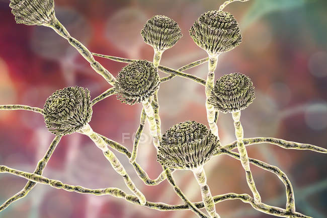 Digitale Illustration von Fruchtkörpern und Hyphen des Pilzes Aspergillus fumigatus. — Stockfoto