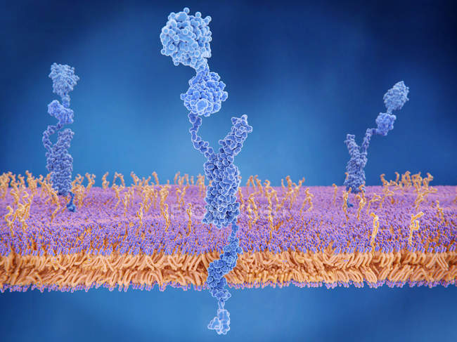 Amyloid-Vorläuferprotein der Zellmembran, digitale Illustration. — Stockfoto