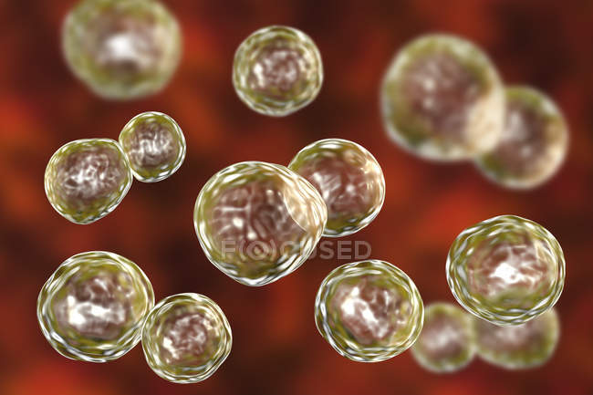 Blastomyces dermatite fungo in forma di lievito, illustrazione digitale . — Foto stock