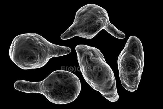 Mycoplasma genitalium bacterias parásitas, ilustración digital . - foto de stock