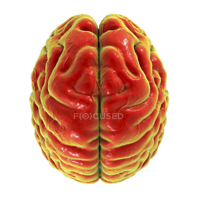 Cerebro humano rojo sobre fondo blanco, vista superior
. - foto de stock