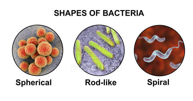 Abbildung verschiedener Formen von Bakterien: kugelförmig, stäbchenförmig und spiralförmig. — Stockfoto