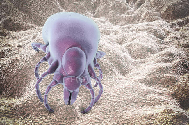 Digitale Illustration der Lyme-Borreliose Zeckenparasit. — Stockfoto