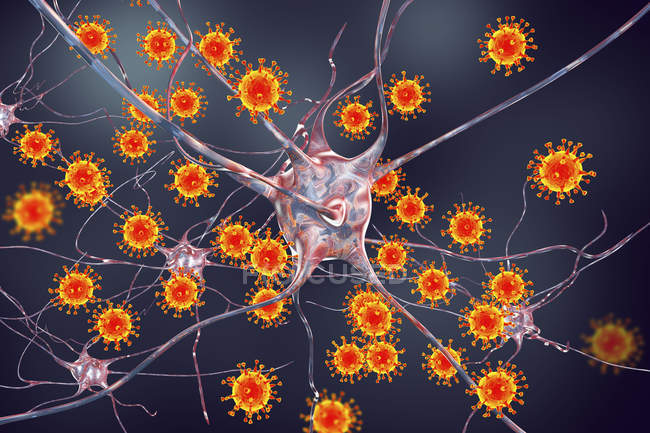 Концептуальная иллюстрация, показывающая вирус, поражающий нейроны мозга
. — стоковое фото