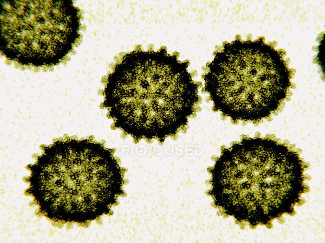 Partículas do vírus da hepatite C, ilustração digital
. — Fotografia de Stock