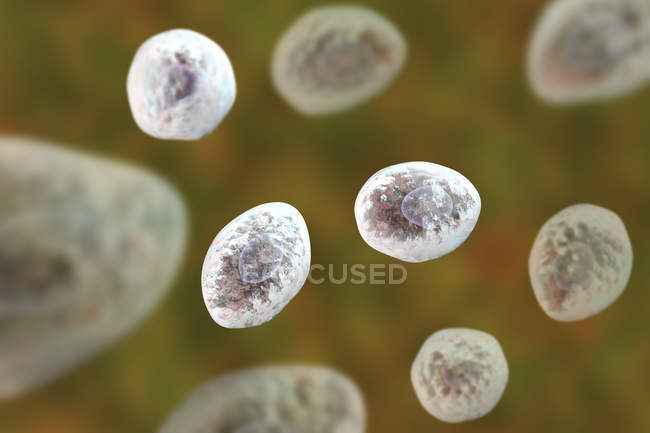 Pneumocystis jirovecii fungus spores causing pneumonia digital illustration. — Stock Photo