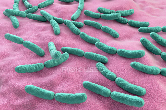 Bactéries Lactobacillus colorées du microbiome de l'intestin grêle humain, illustration
. — Photo de stock