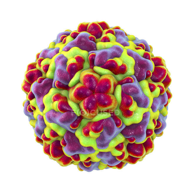 Particule de rhinovirus colorée, illustration numérique
. — Photo de stock